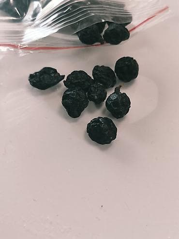 Амурский бархат