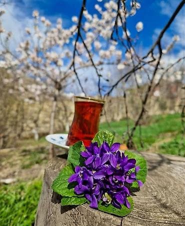 сары булун: 2 бөлмө, Менчик ээси, Чогуу жашоосу жок, Толугу менен эмереги бар — 1