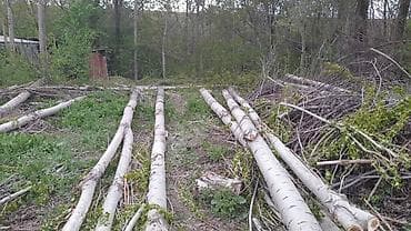 чач алабыз: Терек алабызтополь покупаем,кара жыгачтеректин баардык турун — 3