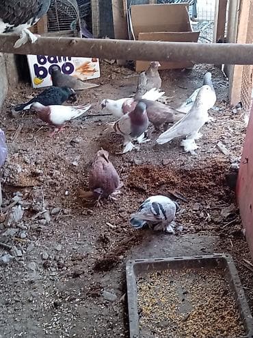 С/х животные и товары: Продаю галуби .1500сом — 1