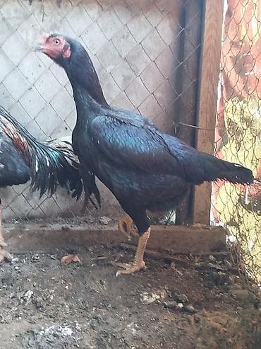 Грызуны: Дакан шамо куры несутся 3000сом шт — 3