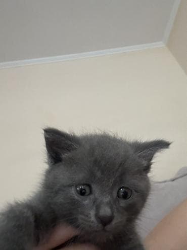 донской сфинкс котята: Котёнок голубого окраса русская голубая - Милейший пушистый комочек с — 6