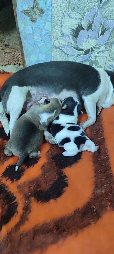 продажа щенков немецкой овчарки в бишкеке с документами: Готовятся к продаже щенки, 2 девочки — 1
