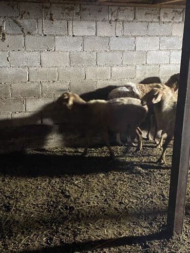 ит итер ош: Продаю | Овца (самка) | Для разведения | Матка — 6