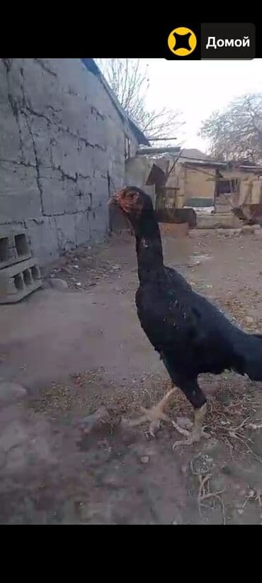 Продаю | Куры | Бойцовая | Для разведения