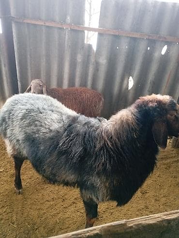 Грызуны: Продаю | Баран (самец) | Для разведения | Осеменитель — 1