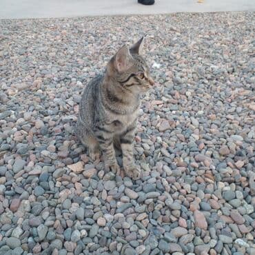 британская кошка золотая шиншилла: Полосатый котёнок (серый табби) - Окрас: серый тигровый табби с — 3