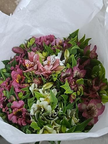 цветы дешево: Альстромерия свежая Ыссык-Кульская Цена договорная Букет . В букете — 2