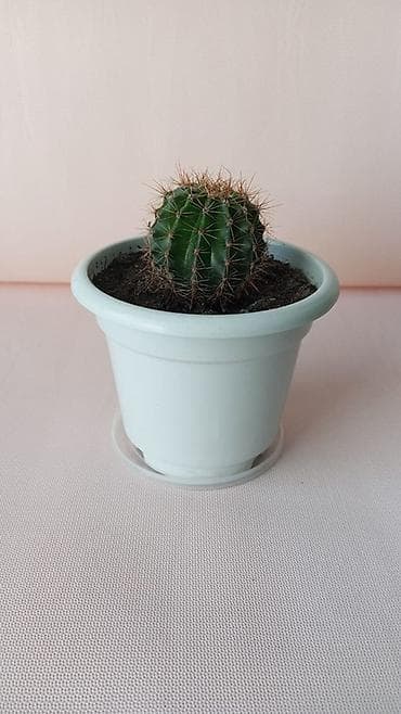 сколько стоит кактус: Кактус - Компактный шаровидный кактус - Посажен в светлый — 1