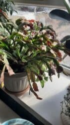 сколько стоит драцена: Отростки белого декабриста! По 100 сом. можно оптом 8 шт. Кара-Балта — 1