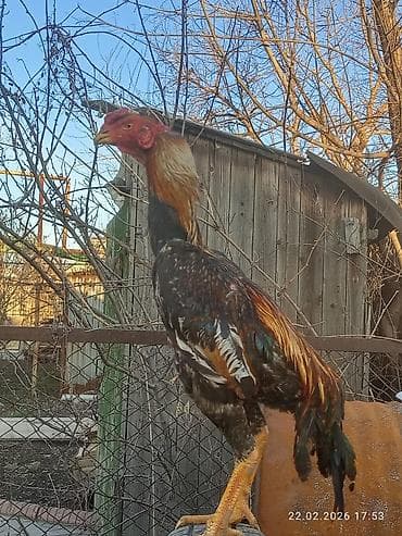 курицы: Продаю | Петух | Для разведения — 9