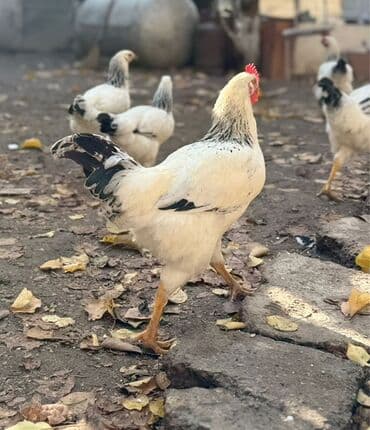 Аквариумдар: Сатам | Короздор | Көбөйтүү үчүн — 6