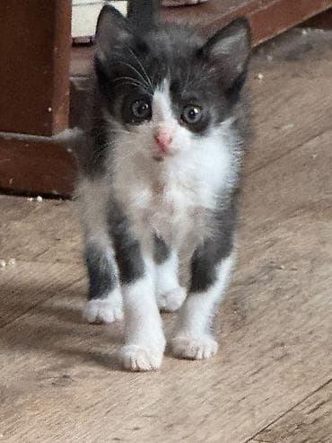 отдам котят даром: Котята в добрые руки. На фото — подкидыши в коробке, нашли на детской — 5