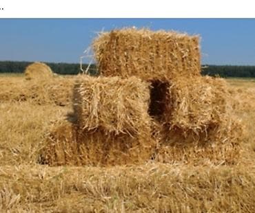 Животные: Солома в тюках - Вид: пшеничная/ячменная солома, сухая, золотистая. - — 1