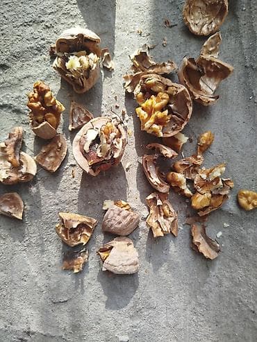 эт баасы: Грецкие орехи. оптом по 85 сом — 5