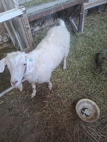 ящик пчела: Продаю | Коза (самка) | Для разведения — 1