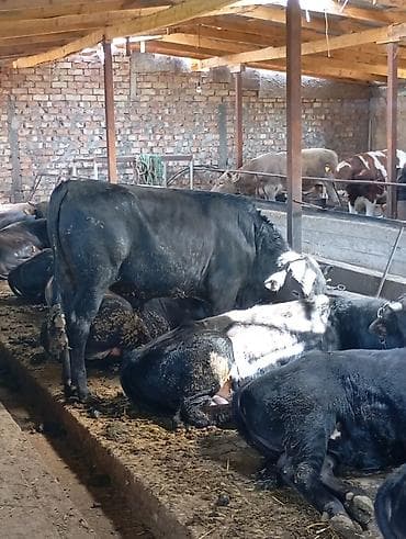 Продаю | Бык (самец) | На откорм | Привязанные