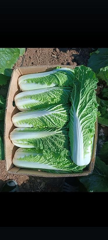 молочные продукты: Капуста Пекинская — 2