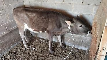 померанский щенок: Продаю | Музоо, торпок | На откорм | Привязанные — 1