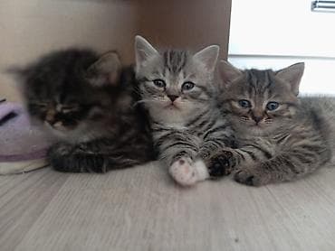 Шотландский котенок прямоухий. Возраст 1,5 месяца, девочка. Приучена к — 4