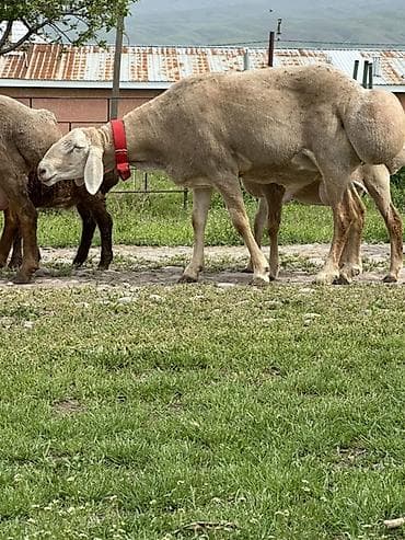 мамалак купить: Продаю | Баран (самец) | Для разведения | Осеменитель — 3