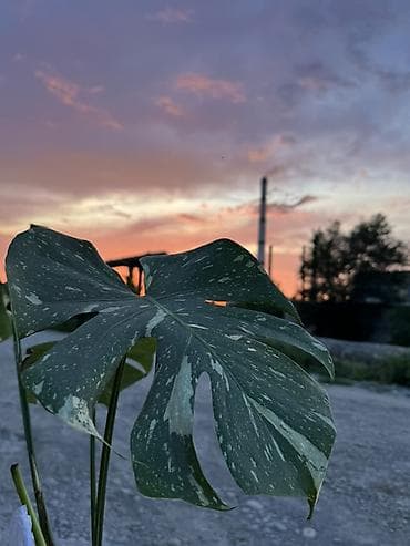 Монстеры: Монстера вариегатная (Monstera deliciosa variegata), взрослый — 4