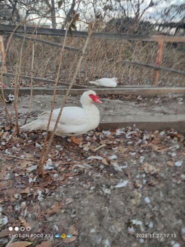 tuxedo порода кошек цена: Селезни и уточки двух линий на племя в Канте и Чолпон-Ате, есть чисто — 3