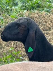 восточно европейская овчарка черная цена: Сатам | Козу | Арашан | Көбөйтүү үчүн | Асыл тукумдуу — 3