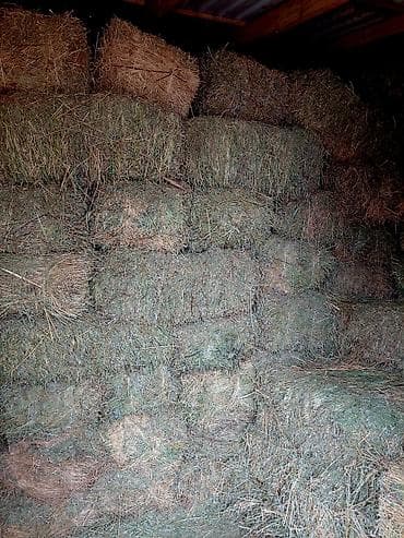 кукурузные качерыжки: Беде сатылат. 
420 сом. адрес калыс ордо — 2