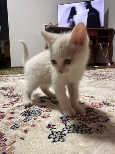 русская дымчатая кошка: Белый котёнок - Окрас: однотонный белый, мягкая пушистая шерсть. - — 1