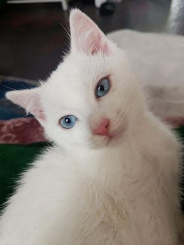 полукров тай: Као-мани, 4 месяца, Мальчик, Белый, Метис, Приучена к лотку, Проглистована — 3