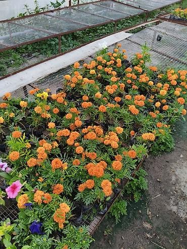 теплицы петуньи: Платная доставка — 5