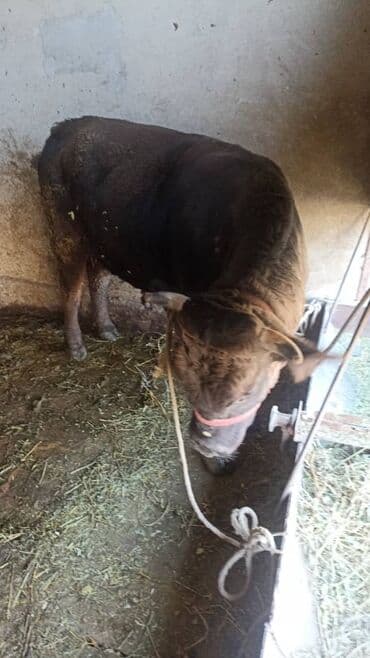 собака доберман сколько стоит: Продаю | Бык (самец) | На откорм | Привязанные — 4