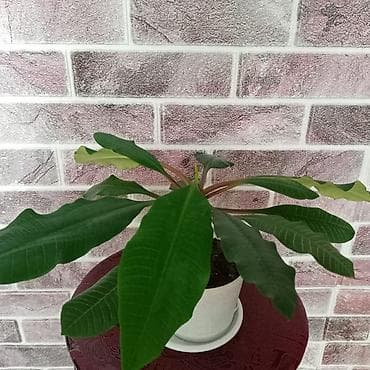 подставка для комнатных цветов: Пилея Пеперомиевидная (Pilea peperomioides) — компактное комнатное — 4