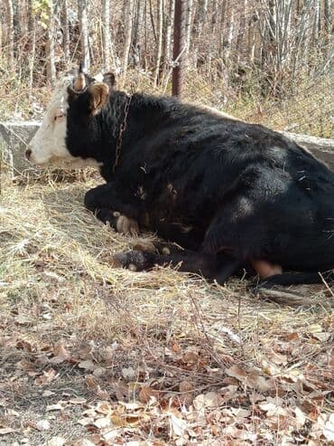 собака доберман сколько стоит: Продаю | Бык (самец) | Герефорд | На откорм | Привязанные — 5