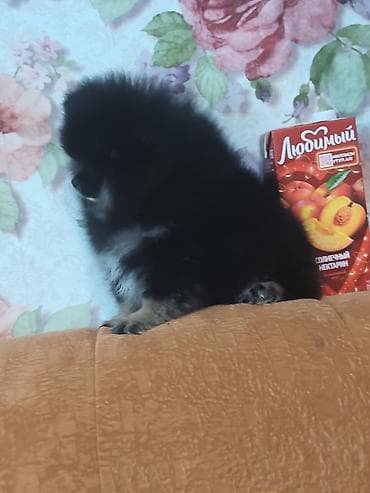 щенки самоеды: Шпиц, 2 месяца, Самка, С родословной — 2