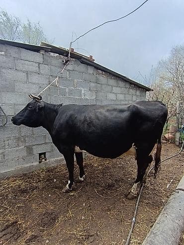 ош мышык: Сатам | Уй (ургаачы) | Сүт алуу үчүн | Байланган — 5