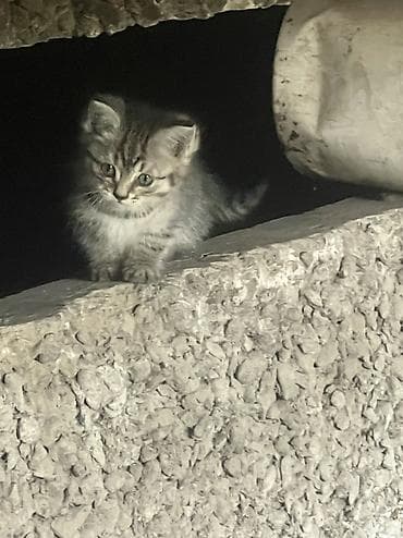 отдам даром котенка: Отдаем котят в добрые руки. Возраст примерно 1 месяц, уже сами кушают — 2