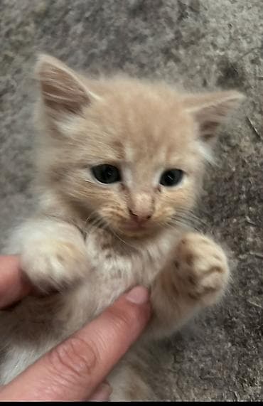 кошка британка: Котята, домашние, от одной кошки. Возраст на фото — малыши, уже едят — 2