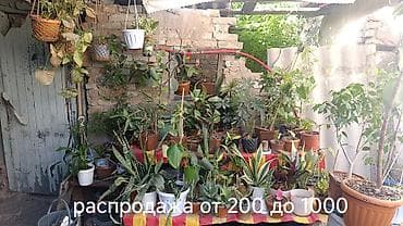 аквариум балыктары: Аспарагус — коллекция из 6 видов в горшках. Особенности: - — 2