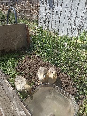 сколько стоит яйцо павлина: Утята (домашняя водоплавающая птица) - Порода: двор (смешанная) — 3