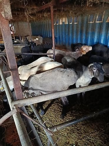 Башка жаныбарлар: Сатам | Ургаачы кой (ургаачы) | Көбөйтүү үчүн — 3