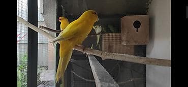 Услуги ветеринара: АКЦИЯ Продается рабочая пара) новозеландских папугайев ( какарики ) — 5