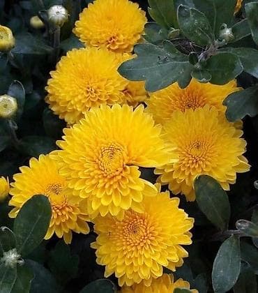 малинова: Саженцы — 3