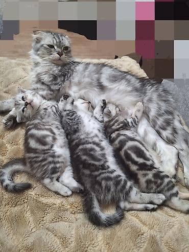 сиамские коты цена: Шотландские котята вислоухие (Scottish Fold).Готовы к — 4
