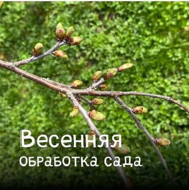 🌿 Обработка плодовых деревьев 🌿 Обработка хвойных деревьев 🌿 at lalafo.kg 🌿 Обработка плодовых деревьев 🌿 Обработка хвойных деревьев 🌿