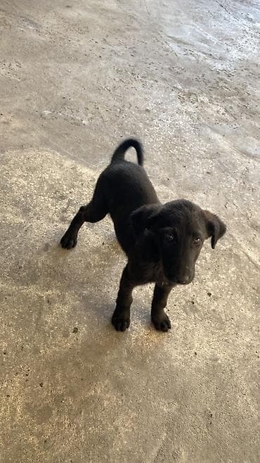 собака такса: В добрые руки • Возраст: Примерно 2,5 месяца. • Активный, крепкий и — 3