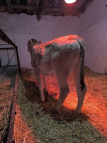 Ветеринар кызматы: Сатам | Бука (эркек) | Швиц | Бордоп семиртүү үчүн | Жасалма уруктандырылган — 3