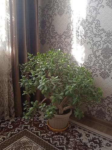 молочай: Крупные комнатные суккуленты в декоративных горшках. 1) ЮБКА “Молочай — 2