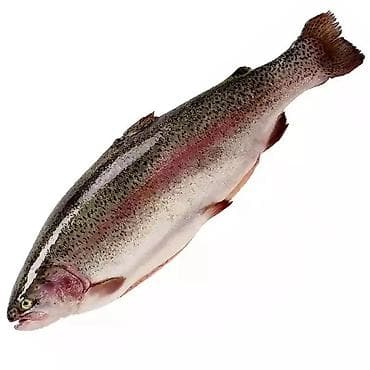 бассейн для форели: ОПТОМ БААДА ТИРҮҮ ФОРЕЛЬ САТЫЛАТ ! Обл Баткен Р-Н ЛЕЙЛЕК ТАЗА — 1